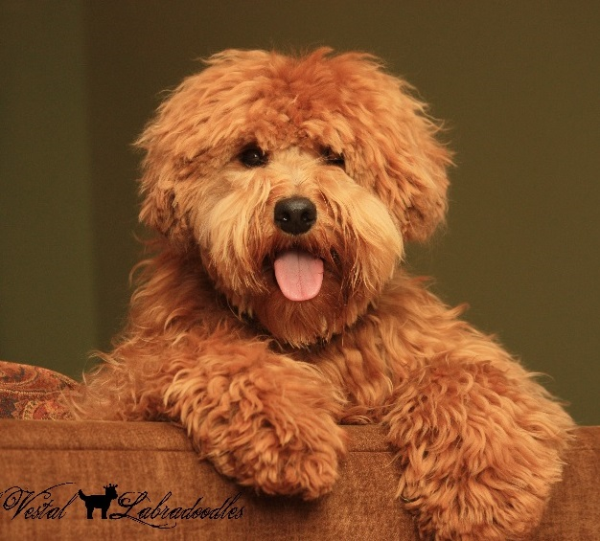 Australian Labradoodle Coat Types & Colors Australian Labradoodle Coat Types & Colors