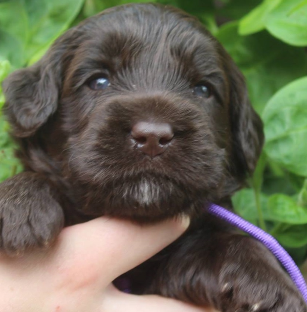 Arlington Heights Labradoodle Puppies For Sale