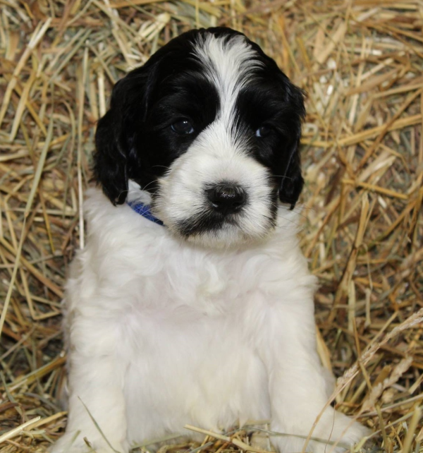 Bloomington Labradoodle Breeder Puppies For Sale