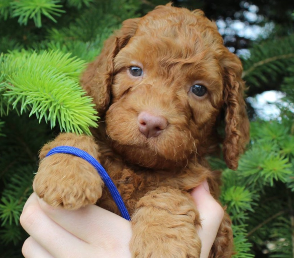 Bolingbrook Labradoodle Puppy Breeder Puppies For Sale