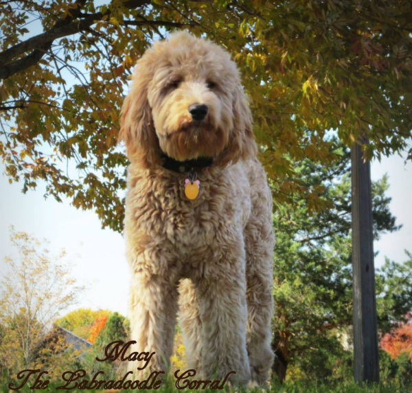 Labradoodle Breeder Chicago