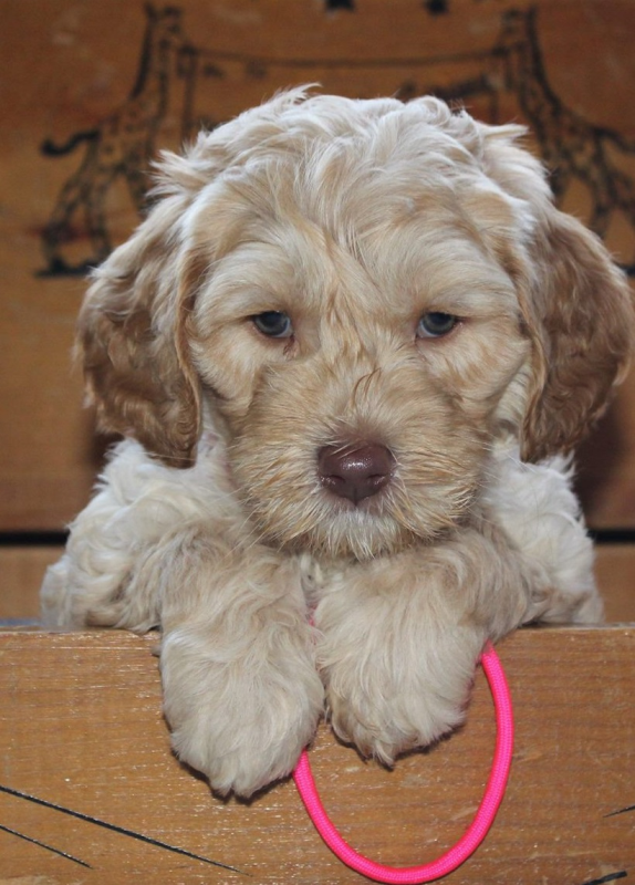Des Moines Labradoodle Breeder: Puppies For Sale