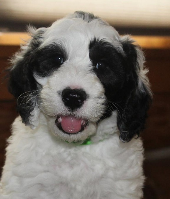 Eagan MN labradoodle breeder: puppies for sale