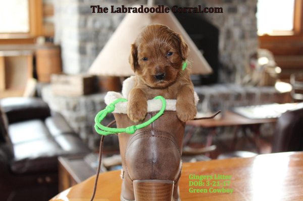 Eau Claire Labradoodle Puppy Breeder