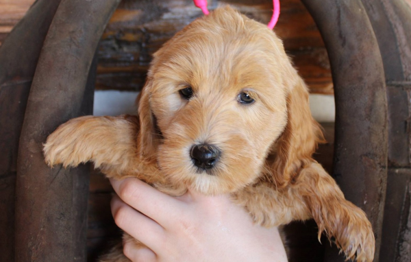 Fort Wayne, IN Labradoodle Breeder