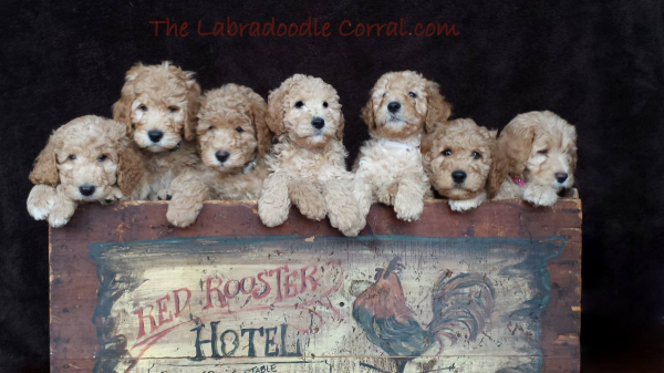Indianapolis labradoodle breeder: puppies for sale