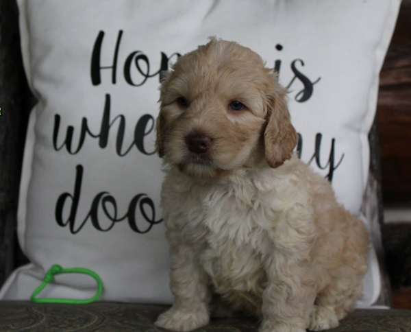 Minneapolis MN Labradoodle Puppies for Sale