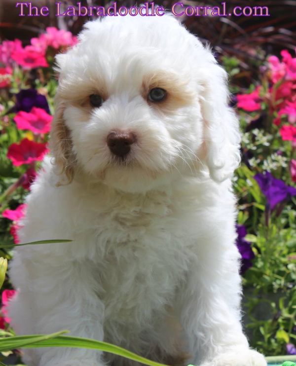 puppies-for-sale-naperville