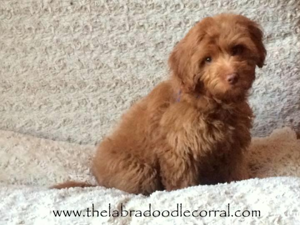 puppy corral labradoodle corral s virginia the labradoodle corral wisconsin puppy corral labradoodle corral s virginia the labradoodle corral wisconsin