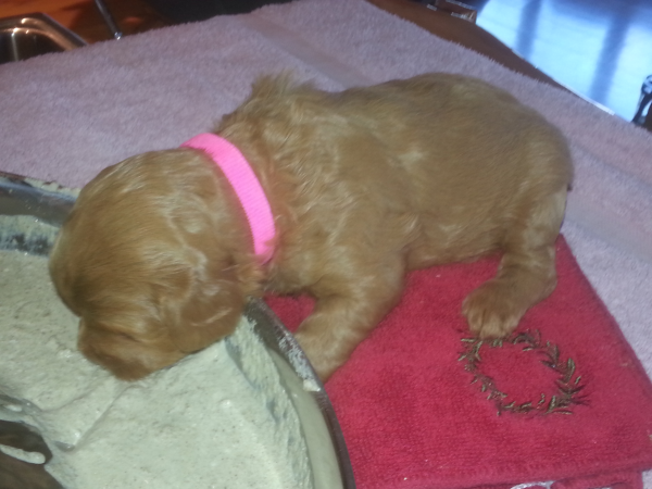 puppy corral labradoodle corral s virginia the labradoodle corral wisconsin puppy corral labradoodle corral s virginia the labradoodle corral wisconsin
