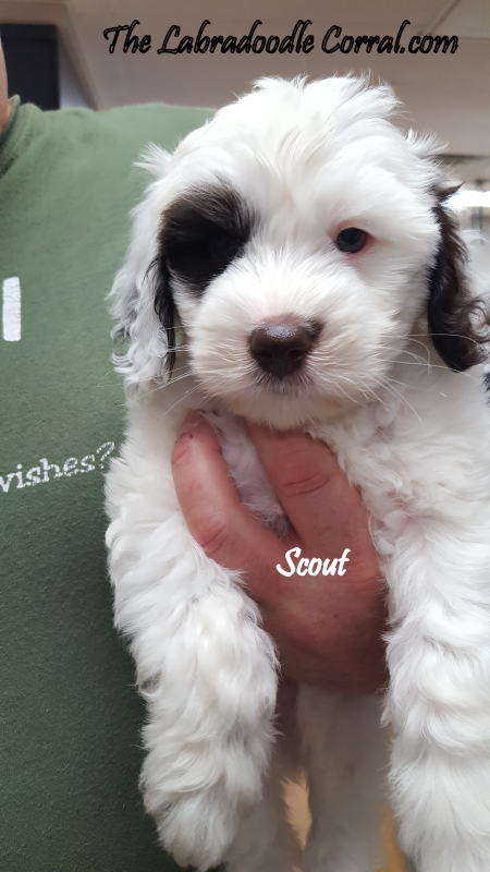 puppy corral labradoodle corral s scout the labradoodle corral wisconsin puppy corral labradoodle corral s scout the labradoodle corral wisconsin