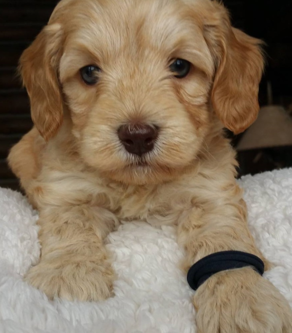 Rochester MN Labradoodle Puppies For Sale
