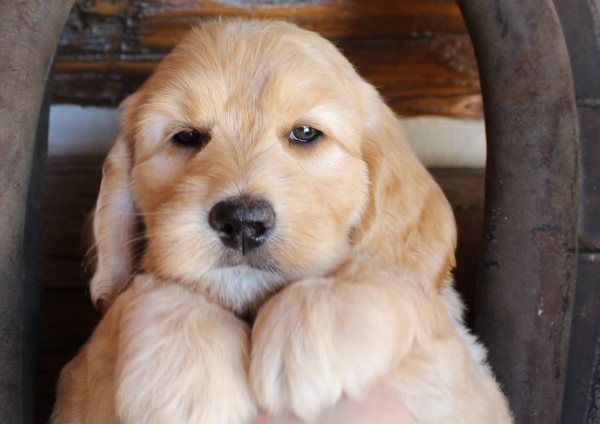 Skokie labradoodle breeder: puppies for sale