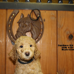 Appleton Labradoodle Puppies for Sale