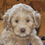 Eden Prairie labradoodle breeder: Puppies for sale