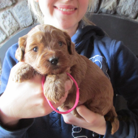 labradoodle puppies wisconsin sale 500 labradoodle puppies for sale breeder adoption wi australian labradoodles labradoodle puppies wisconsin sale 500 labradoodle puppies for sale breeder adoption wi australian labradoodles