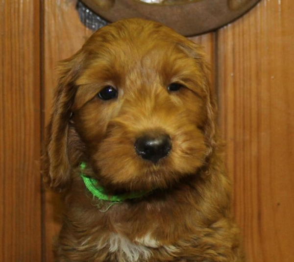 Waukegan IL Labradoodle Puppies for Sale