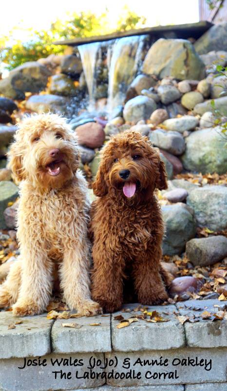 Waukesha Labradoodle Puppies