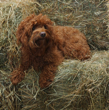 Australian Labradoodle Traits and Health Problems