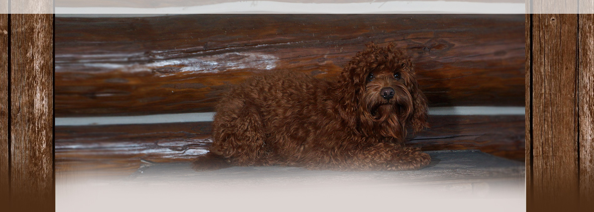 adoption wi poodle adoption wisconsin dogs our friends photo adoption wi poodle adoption wisconsin dogs our friends photo