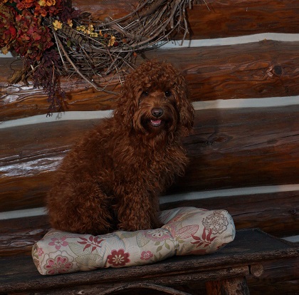 WI Labradoodle puppies