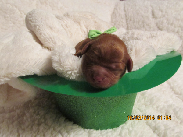 Adoptable puppies are also available for Guardianship from our Wisconsin breeders. Puppy Guardianship