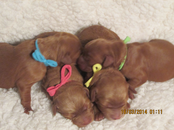 Labradoodle Breeder