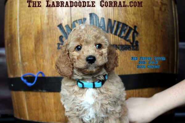 Apple Valley Labradoodle Puppy Breeder