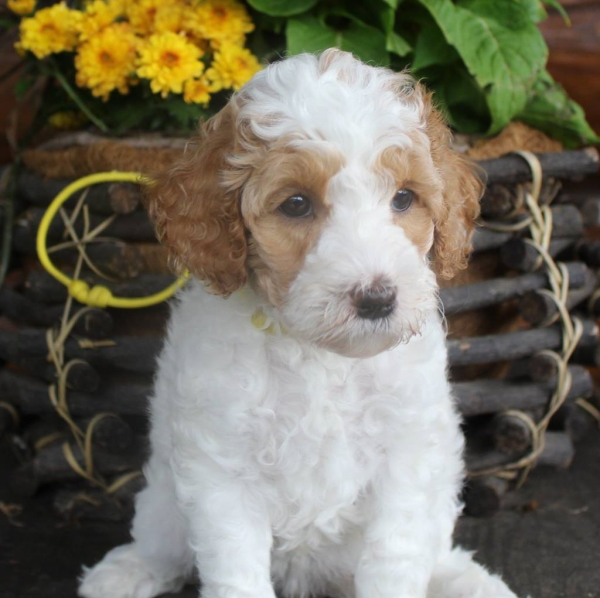 Aurora Golden Lab Puppy Promo Plush Doll Stuffed Animal for sale online -  eBay