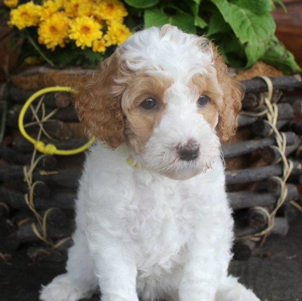 Aurora labradoodle puppies for sale