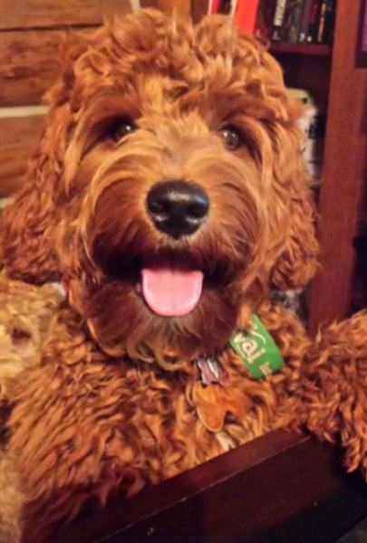 Racine Labradoodle Breeder