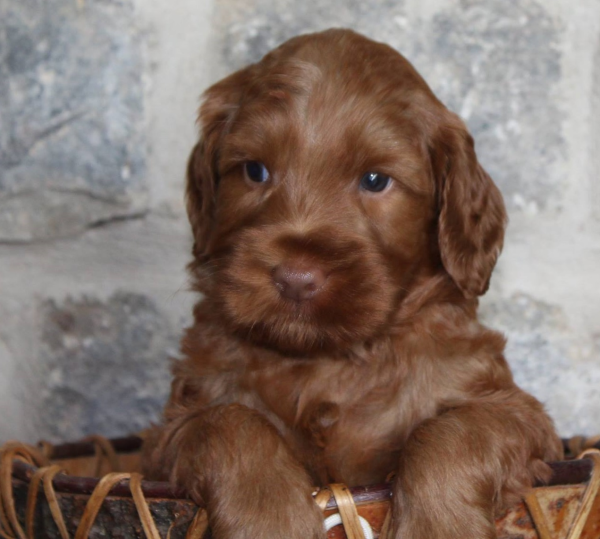 Blaine Labradoodle Breeder