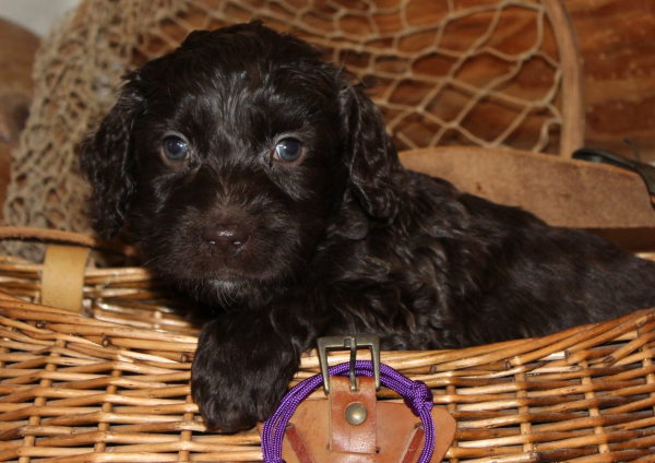 Brooklyn Park MN Labradoodle Puppies for Sale
