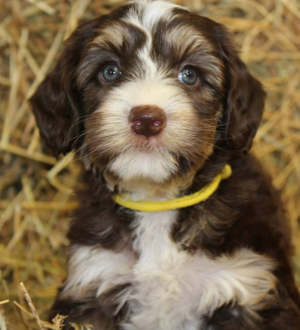 The Ultimate Guide to Australian Labradoodles