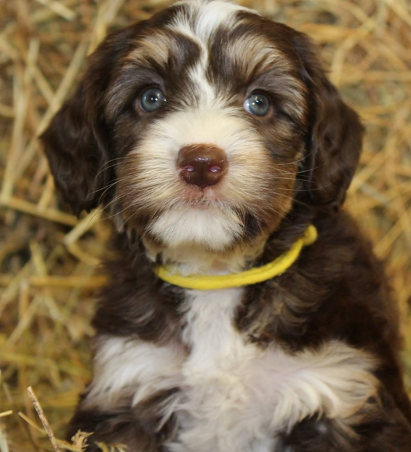 Burnsville MN Labradoodle Breeder