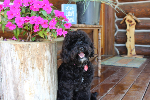 Cedar Rapids Labradoodle Puppies For Sale