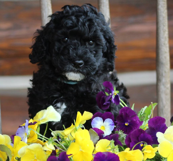 Champaign labradoodle breeder puppies for sale