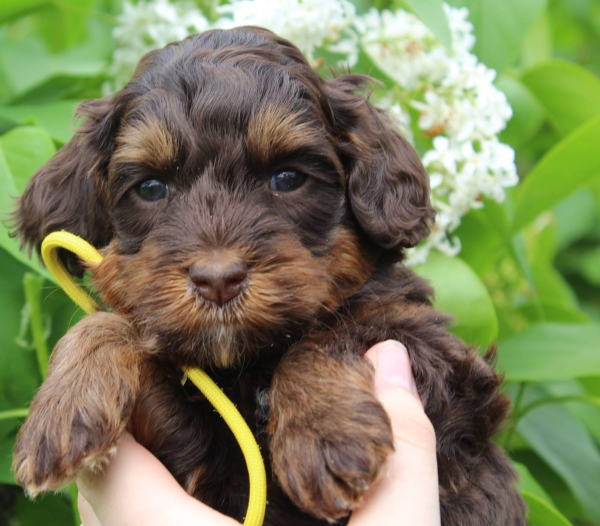 Cicero Labradoodle Breeder: Puppies For Sale