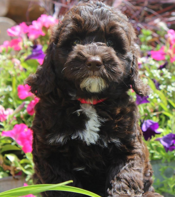 Coon Rapids Labradoodle Breeder