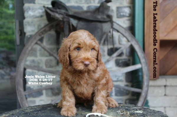 Davenport Iowa Labradoodle Puppy