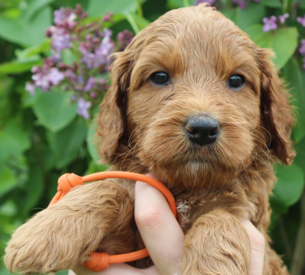 Decatur Labradoodle Puppy For Sale