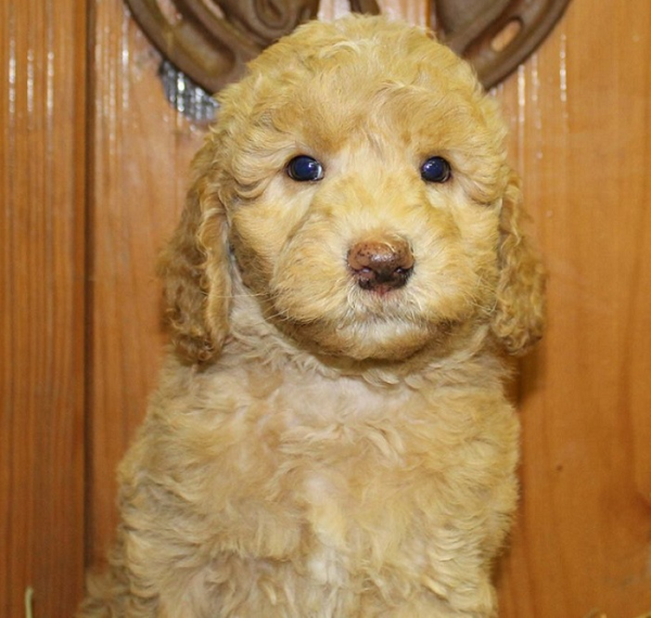 Des Plaines labradoodle breeder: puppies for sale 