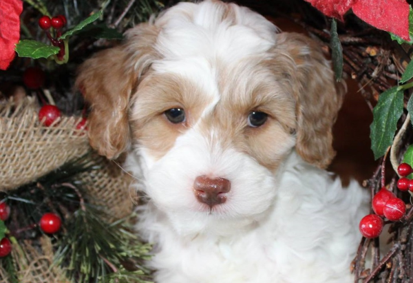 Australian Labradoodles hypoallergenic qualities