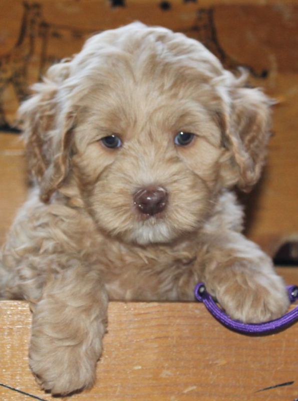 Eden Prairie labradoodle breeder: Puppies for sale