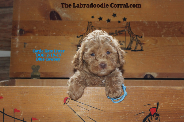 Edina Labradoodle Puppy Breeder