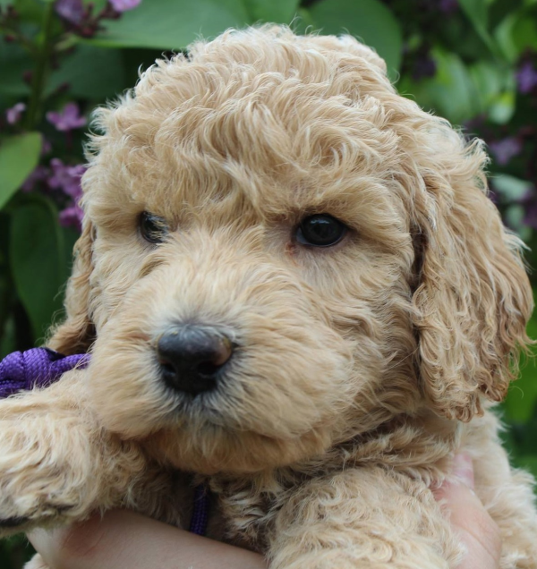 Elgin Labradoodle Puppies Breeder 