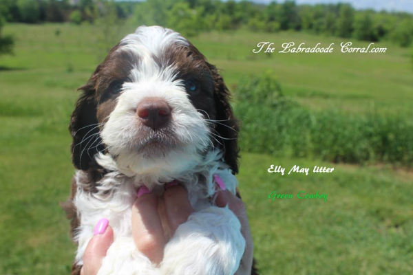 See the difference between Labradoodles and Sheepadoodles