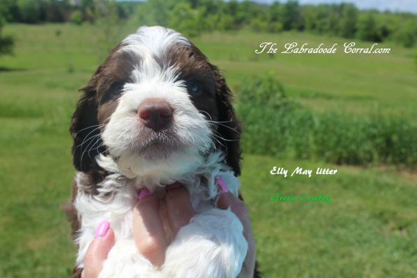 Fond du Lac labradoodle puppies