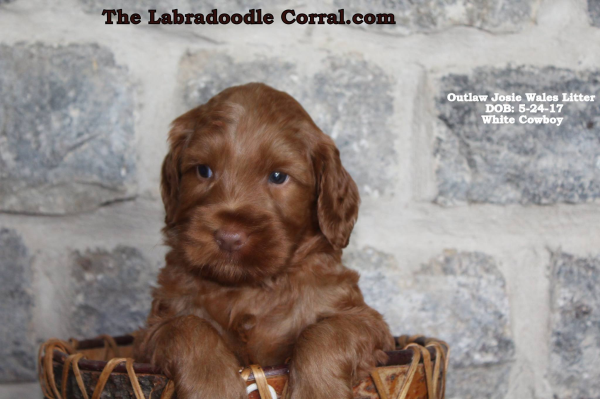 Iowa City labradoodle puppy breeder