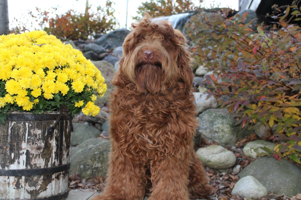 Joliet labradoodle breeder: puppies for sale